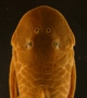 Pseudancistrus pediculatus 54 mmSL FMNH 58564 dorsal head